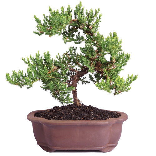 Brussel's Live Green Mound Juniper Outdoor Bonsai Tree - 5 Years Old; 6