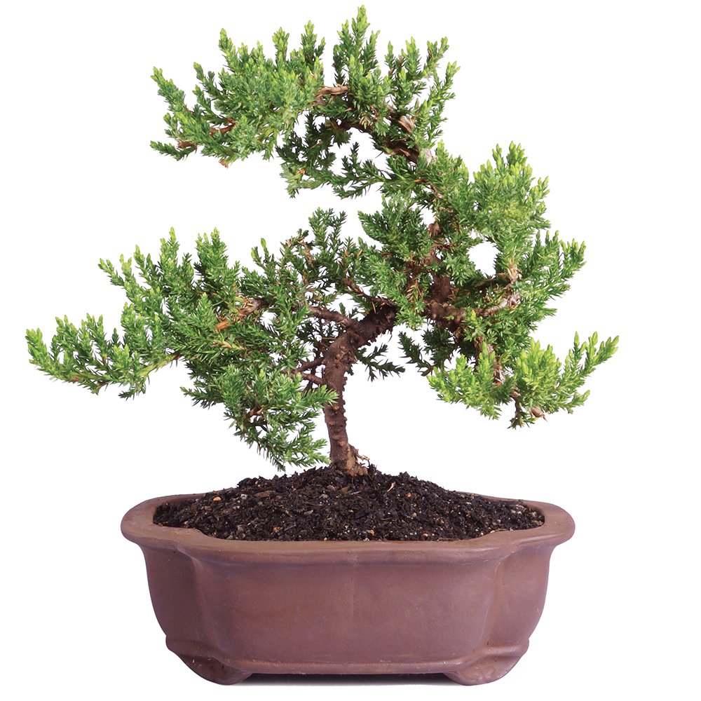 Brussel's Live Green Mound Juniper Outdoor Bonsai Tree - 5 Years Old; 6