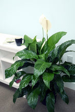 Load image into Gallery viewer, Costa Farms Spathiphyllum Peace Lily Live Indoor Plant in Premium
