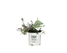Load image into Gallery viewer, 1 Gal. Lo &amp; Behold &#39;Lilac Chip&#39; Butterfly Bush (Buddleia) Live Shrub, Lavender-Pink Flowers