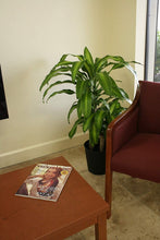 Load image into Gallery viewer, Costa Farms Mass Cane Corn Plant Live Indoor Floor Plant in 8.75-Inch Grower Pot