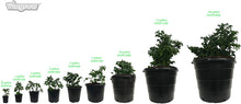 Load image into Gallery viewer, Viagrow Gallon Nursery Pots