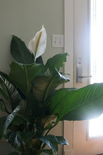 Load image into Gallery viewer, Costa Farms Spathiphyllum Peace Lily Live Indoor Plant in Premium