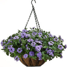 Load image into Gallery viewer, Pride Garden Products 12 in. Devon Hanging Basket