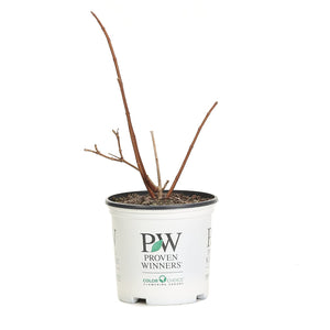 1 Gal. Pinky Winky Hardy Hydrangea (Paniculata) Live Shrub, White and Pink Flowers