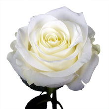 Load image into Gallery viewer, GlobalRose -100 White Roses - Fresh Cut Flower - Delivery Monday April 12