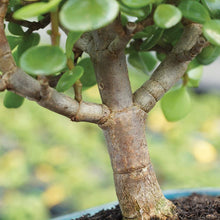 Load image into Gallery viewer, Brussel&#39;s Live Dwarf Jade Indoor Bonsai Tree
