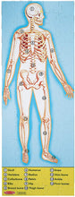 Load image into Gallery viewer, Melissa &amp; Doug Human Anatomy 100pc Floor Puzzle