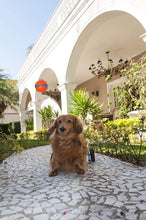 Load image into Gallery viewer, Chuckit! Ultra Ball,