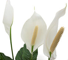 Load image into Gallery viewer, Costa Farms Spathiphyllum Peace Lily Live Indoor Plant in Premium