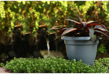 Load image into Gallery viewer, Bloem Lp1245 Lucca Planter, 12&quot;, Chocolate