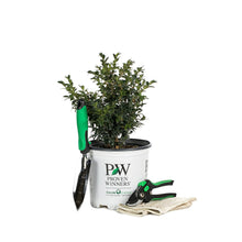 Load image into Gallery viewer, Proven Winners North Star Boxwood