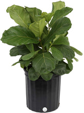 Load image into Gallery viewer, Costa Farms Live Ficus Lyrata, Fiddle-Leaf Fig, Indoor Tree