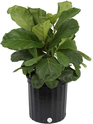 Costa Farms Live Ficus Lyrata, Fiddle-Leaf Fig, Indoor Tree