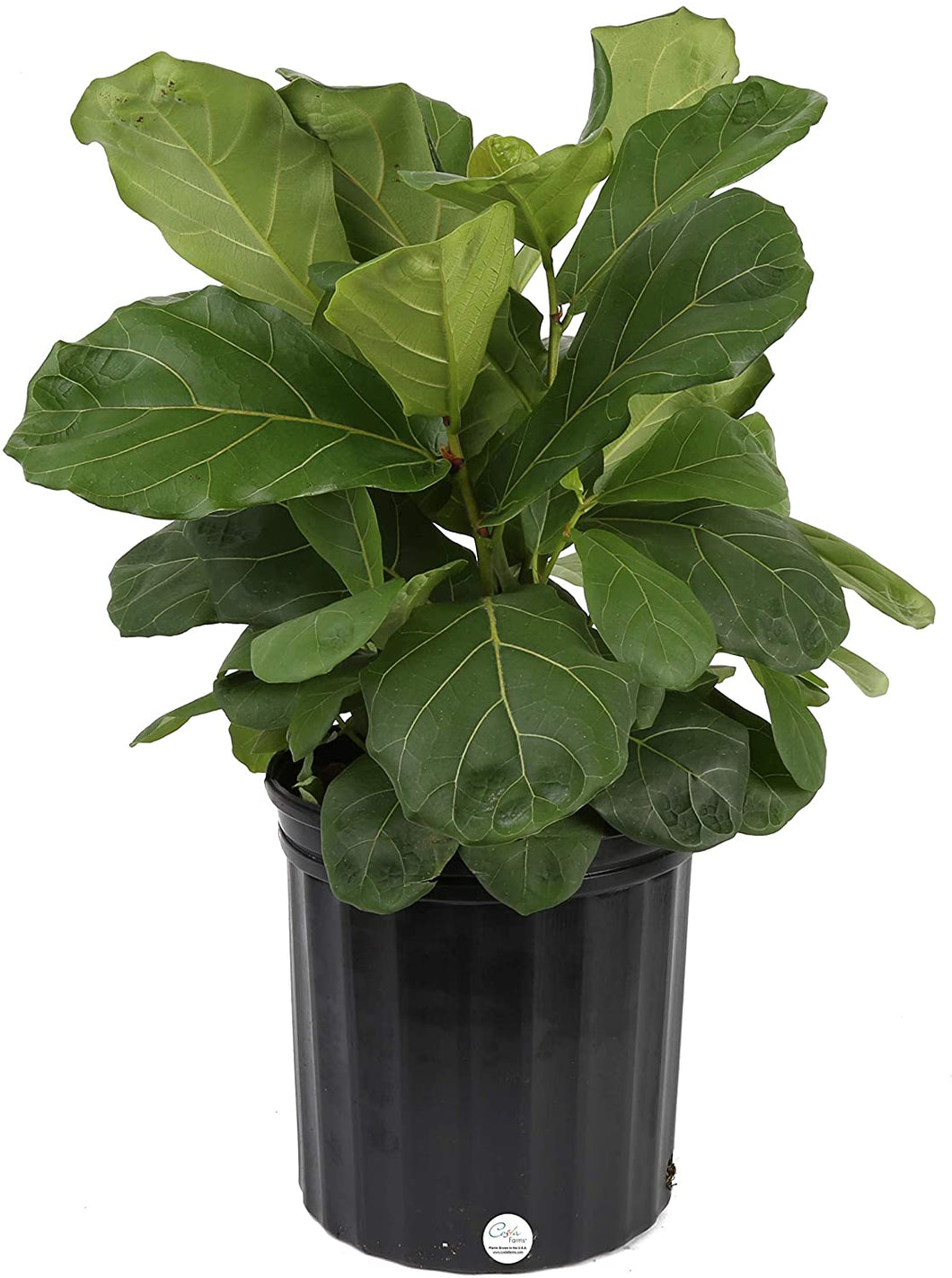 Costa Farms Live Ficus Lyrata, Fiddle-Leaf Fig, Indoor Tree