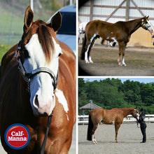 Load image into Gallery viewer, Manna Pro Equine Fat Supplement, 1-Gallon