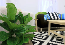 Load image into Gallery viewer, Costa Farms Live Ficus Lyrata, Fiddle-Leaf Fig, Indoor Tree