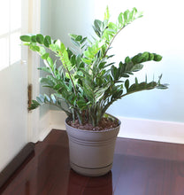 Load image into Gallery viewer, Bloem SP14908 Saturn Planter w/Saucer 14&quot;, Charcoal Gray