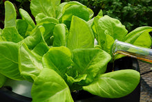 Load image into Gallery viewer, Black Magic 10101-10002 Cal-Mag Supplement, 32 fl. oz