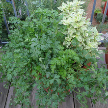 Load image into Gallery viewer, Bonnie Plants 5027 Cilantro Herb Plant