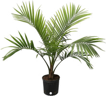 Load image into Gallery viewer, Costa Farms Parlor Palm, Neanthe Bella, Live Indoor