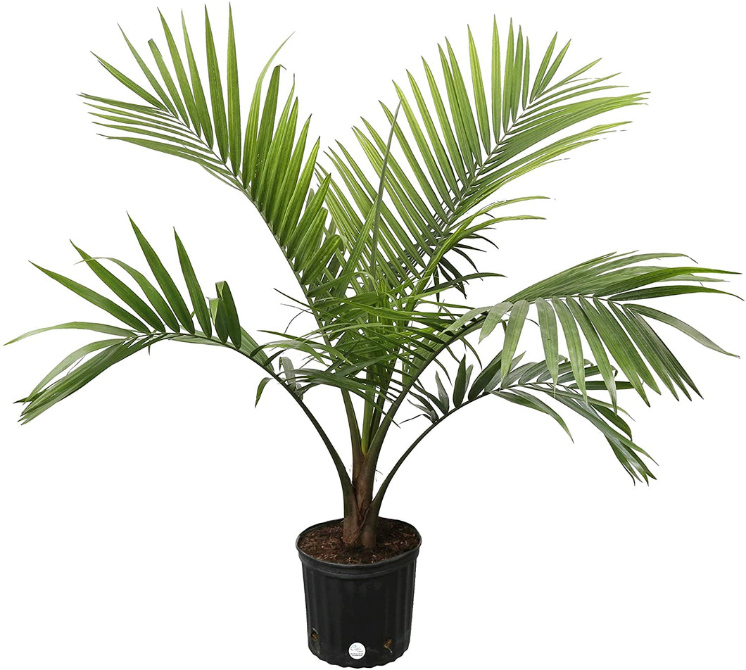 Costa Farms Parlor Palm, Neanthe Bella, Live Indoor