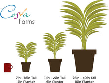 Load image into Gallery viewer, Costa Farms ZZ Zamioculcas Zamiifolia Live Indoor Plant