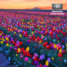Load image into Gallery viewer, Panasonic 4K Ultra HD Blu-ray Player with HDR10, HDR10+ and Hybrid Log-Gamma (HLG) Playback, Hi-Res Sound, 4K VOD Streaming and Voice Assist – Black (DP-UB420)