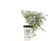 Load image into Gallery viewer, 1 Gal. Lo &amp; Behold &#39;Lilac Chip&#39; Butterfly Bush (Buddleia) Live Shrub, Lavender-Pink Flowers