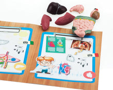 Load image into Gallery viewer, EDU-TOYS Elenco 10&quot; Human Anatomy A.R. Bulding Model Kit