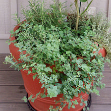 Load image into Gallery viewer, Bonnie Plants 5080 Greek Oregano Herb Plant