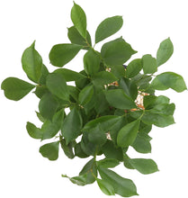 Load image into Gallery viewer, Costa Farms