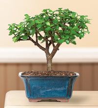 Load image into Gallery viewer, Brussel&#39;s Live Dwarf Jade Indoor Bonsai Tree