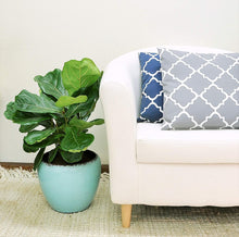Load image into Gallery viewer, Costa Farms Live Ficus Lyrata, Fiddle-Leaf Fig, Indoor Tree