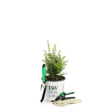 Load image into Gallery viewer, Proven Winners North Star Boxwood