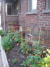 Load image into Gallery viewer, Glamos 10-Pack Blazing Gemz Plant Support, 12 by 33-Inch