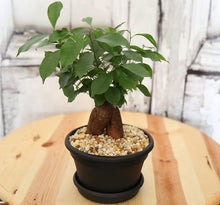 Load image into Gallery viewer, Costa Farms