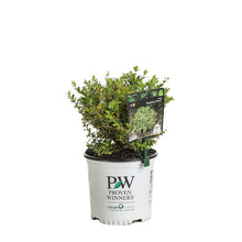 Load image into Gallery viewer, Proven Winners North Star Boxwood