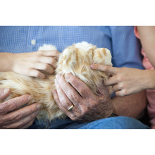 Load image into Gallery viewer, Ageless Innovation | Joy For All Companion Pets | Orange Tabby Cat | Lifelike &amp; Realistic