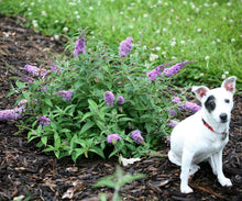 Load image into Gallery viewer, 1 Gal. Lo &amp; Behold &#39;Lilac Chip&#39; Butterfly Bush (Buddleia) Live Shrub, Lavender-Pink Flowers