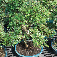 Load image into Gallery viewer, Brussel&#39;s Live Bamboo Indoor Bonsai Tree