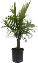 Load image into Gallery viewer, Costa Farms Parlor Palm, Neanthe Bella, Live Indoor