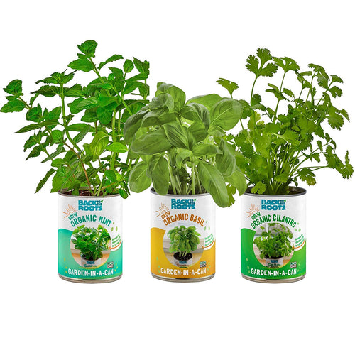 Back to the Roots Kitchen Herb Garden, Complete Herb Grow Kit, Grow Fresh Herbs Year Round, Variety Pack of Basil, Mint, and Cilantro, Top Gardening Gift, Holiday Gift, & Unique Gift