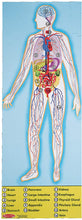 Load image into Gallery viewer, Melissa &amp; Doug Human Anatomy 100pc Floor Puzzle