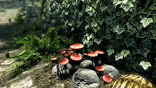 Load image into Gallery viewer, The Elder Scrolls V: Skyrim