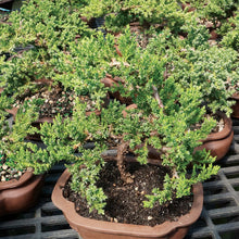 Load image into Gallery viewer, Brussel&#39;s Live Green Mound Juniper Outdoor Bonsai Tree - 5 Years Old; 6&quot; to 10&quot; Tall with Decorative
