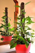 Load image into Gallery viewer, Mosser Lee ML1010H Totem Pole Plant Support, 24"