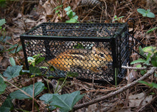 Load image into Gallery viewer, Harris Catch and Release Humane Cage Trap for Rats, Chipmunks, and Small Squirrels (2-Pack)