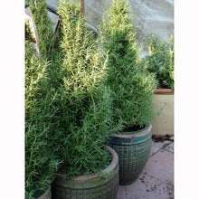 Load image into Gallery viewer, Bonnie Plants 5090 Rosemary 1-PACK 1-PACK