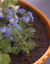 Load image into Gallery viewer, My Fairy Garden - Lily Pond